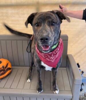 Rescue Plott Hound Dogs for Adoption in Phoenix, Oregon - Woody | PetCurious