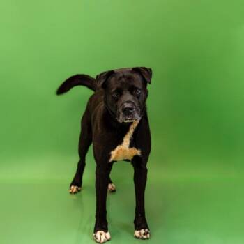 Labrador Retriever Dogs Available for Adoption in Lawrenceville, Georgia - Pen 105 Max Hw+ | PetCurious