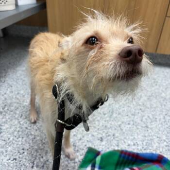 Winter -  Terrier Dog for Adoption in Chicago, Illinois - Winter | PetCurious