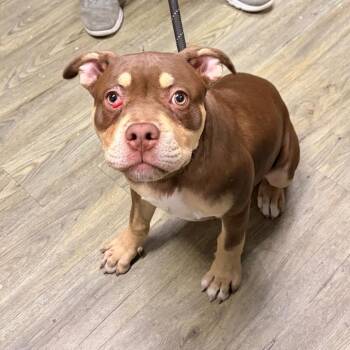 Mixed Breed Dogs Available for Adoption in Summerville, South Carolina - Uzzie | PetCurious
