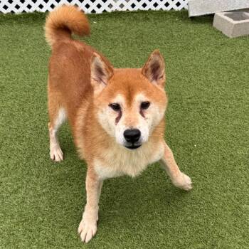 Peter Parker -  Shiba Inu Dog for Adoption in Loxahatchee Groves, Florida - Peter Parker | PetCurious