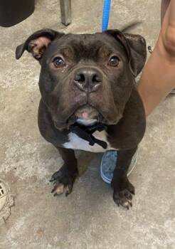 Omega -  American Staffordshire Terrier and Mixed Breed Dog for Adoption in Bowling Green, Kentucky - Omega | PetCurious