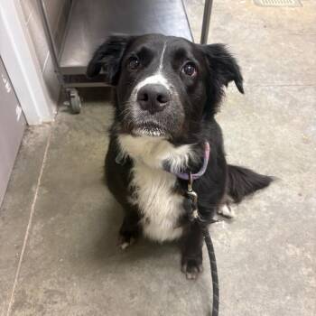 Nova -  Black Labrador Retriever and Border Collie Dog for Adoption in Manhattan, Kansas - Nova | PetCurious