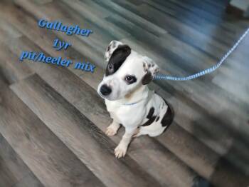 Australian Cattle Dog Blue Heeler and Pit Bull Terrier Dogs Available for Adoption in Lonsdale, Arkansas - Gallagher | PetCurious