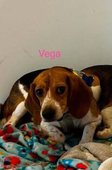Vega Freegle -  Beagle Dog for Adoption in Waunakee, Wisconsin - Vega Freegle | PetCurious