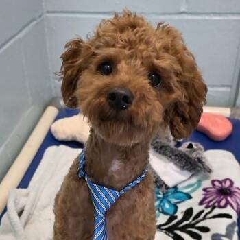 Teddy -  Miniature Poodle Dog for Adoption in Smithtown, New York - Teddy | PetCurious