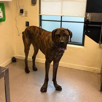 Peanut -  Neapolitan Mastiff Dog for Adoption in Pasadena, California - Peanut | PetCurious