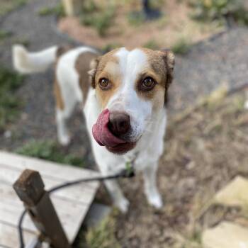 Hope -  Australian Shepherd and Mixed Breed Dog for Adoption in Cheyenne, Wyoming - Hope | PetCurious