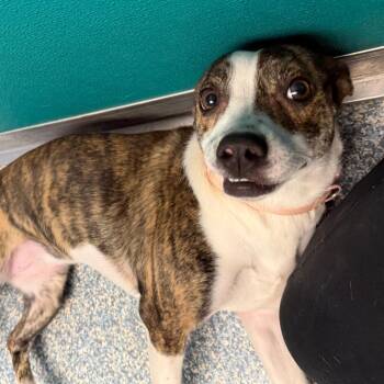 Terrier Dogs Available for Adoption - Roxie | PetCurious