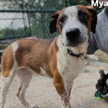 Mya -  Pointer Dog for Adoption in Little Rock, Arkansas - Mya | PetCurious