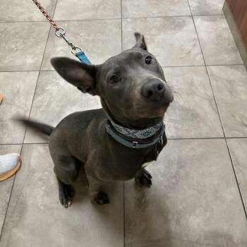 QUINCY -  Weimaraner Dog for Adoption in Cape Fear, North Carolina - QUINCY | PetCurious