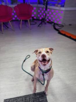 Rescue Catahoula Leopard Dog Dogs for Adoption in Edgecliff Village, Texas - WILLIE | PetCurious