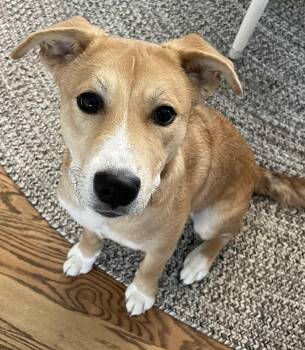 Rescue Labrador Retriever Dogs for Adoption in Sugar Grove, Illinois - Nyla | PetCurious