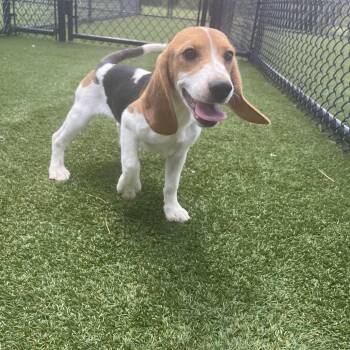 ?JG6 0372 -  Beagle Dog for Adoption in Loxahatchee Groves, Florida - ?JG6 0372 | PetCurious