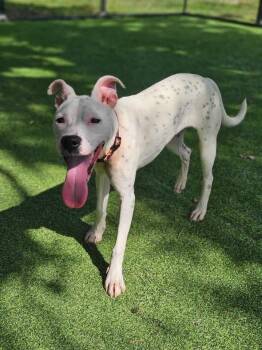 Dalmatian and American Bulldog Dogs Available for Adoption in Lakeland, Florida - Ceres | PetCurious