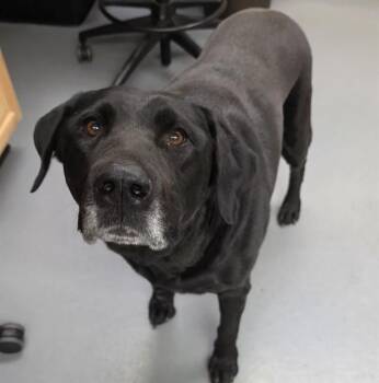 Lana -  Black Labrador Retriever Dog for Adoption in Phoenix, Oregon - Lana | PetCurious