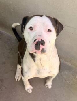 Gus -  Mixed Breed Dog for Adoption in Fort Worth, Texas - Gus | PetCurious