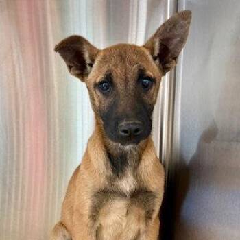 Belgian Shepherd Malinois Dogs Available for Adoption in Oakland, California - Javadi | PetCurious