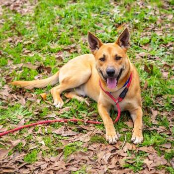 Rescue Carolina Dog Dogs for Adoption in Brookhaven, Mississippi - Chex 25 | PetCurious