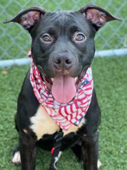 Rescue Labrador Retriever and Terrier Dogs for Adoption in Hartsville, South Carolina - Bubba | PetCurious