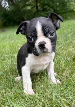 Chase -  Boston Terrier Dog for Adoption in New Baltimore, Michigan - Chase | PetCurious