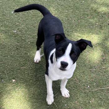 Halt - Butler Campus -  Mixed Breed Dog for Adoption in Flagstaff, Arizona - Halt - Butler Campus | PetCurious