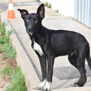 Labrador Retriever Dogs Available for Adoption in Pearland, Texas - Rascal | PetCurious
