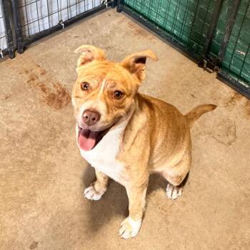 Pit Bull Terrier Dogs Available for Adoption - Lainey | PetCurious