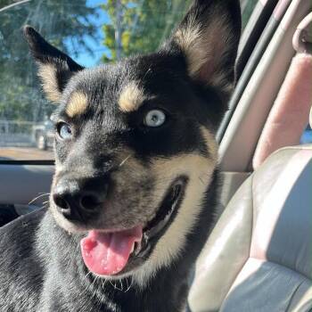 Helena -  Shiba Inu and Husky Dog for Adoption in Springboro, Ohio - Helena | PetCurious