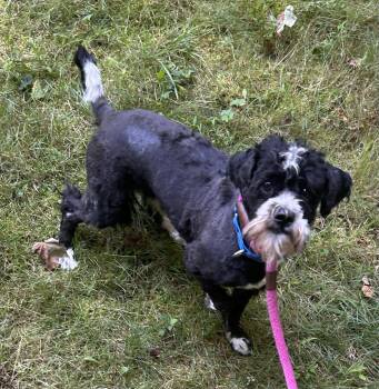 Rescue Shih Tzu and Lhasa Apso Dogs for Adoption - Timothy | PetCurious