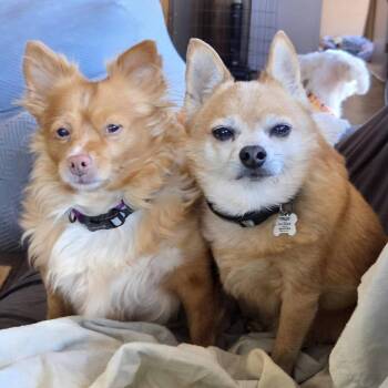 Hope -  Chihuahua Dog for Adoption in Tunkhannock, Pennsylvania - Hope | PetCurious
