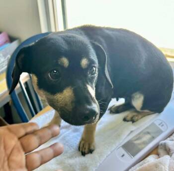 Miniature Pinscher Dogs Available for Adoption - Mellie | PetCurious