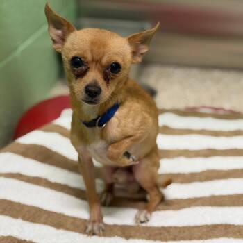 Stray dog 6/30/26 -  Chihuahua and Mixed Breed Dog for Adoption in Bullhead City, Arizona - Stray Dog 6/30/26 | PetCurious