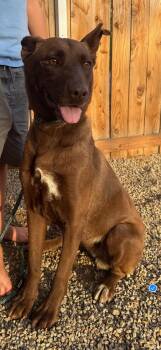 Velvet -  Chocolate Labrador Retriever Dog for Adoption - Velvet | PetCurious