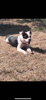 Rescue Pit Bull Terrier Dogs for Adoption in Warren, Ohio - Allison | PetCurious