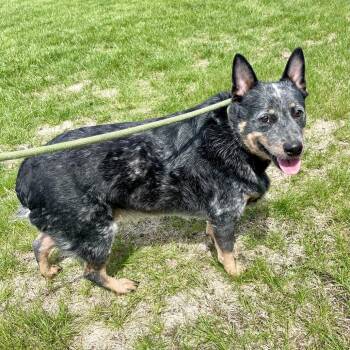 Australian Cattle Dog Blue Heeler Dogs Available for Adoption - Bubba | PetCurious
