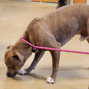 Pit Bull Terrier Dogs Available for Adoption in Baltimore, Maryland - Kevin | PetCurious