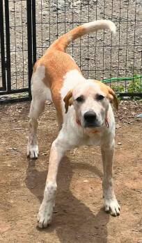 Ranger -  Anatolian Shepherd Dog for Adoption in Brooks, Maine - Ranger | PetCurious