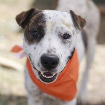 HOCKEY PUCK -  American Staffordshire Terrier Dog for Adoption in San Antonio, Texas - HOCKEY PUCK | PetCurious