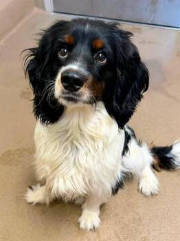 BARNEY -  Cocker Spaniel and Mixed Breed Dog for Adoption in Sacramento, California - BARNEY | PetCurious