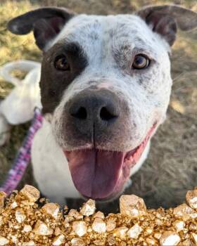 Pit Bull Terrier Dogs Available for Adoption - Zeus | PetCurious