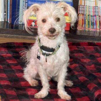 Terrier Dogs Available for Adoption in Vaughan, Ontario - Baker | PetCurious