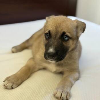 Husky and Shepherd Dogs Available for Adoption in Los Angeles, California - Angus | PetCurious