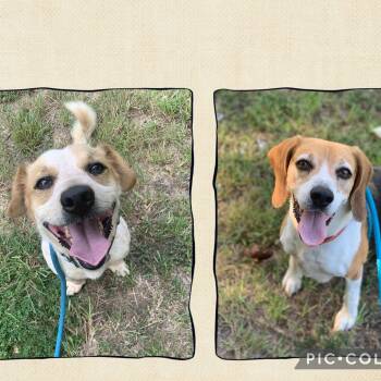 Opie & Baxter -  Dachshund and Beagle Dog for Adoption in Willis, Texas - Opie & Baxter | PetCurious