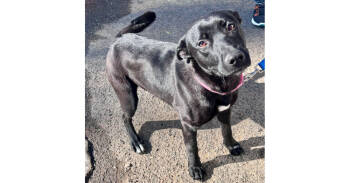 Rescue Labrador Retriever Dogs for Adoption in Brewster, New York - Maggie The Magical | PetCurious