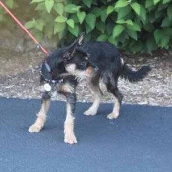 Maxim -  Yorkshire Terrier and Mixed Breed Dog for Adoption in Elk Grove Village, Illinois - Maxim | PetCurious