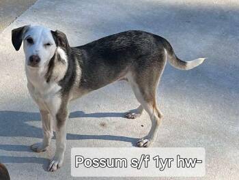 Rescue Labrador Retriever and Hound Dogs for Adoption in Ringwood, New Jersey - Possum | PetCurious