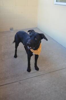 Chucky -  Labrador Retriever Dog for Adoption in Mckinney, Texas - Chucky | PetCurious