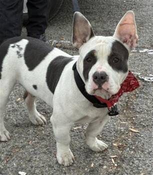 Pit Bull Terrier and Basset Hound Dogs Available for Adoption in Rancho Cucamonga, California - CLYDE | PetCurious