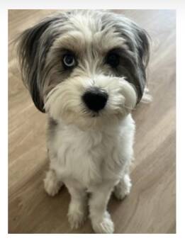 Oreo -  Miniature Poodle and Australian Shepherd Dog for Adoption in Anthem, Arizona - Oreo | PetCurious